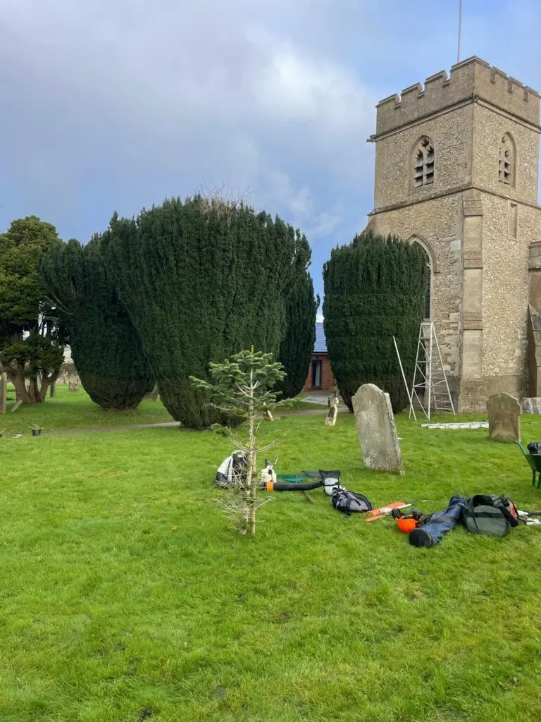 Restored yew tree with new support wires at Little Gaddesden church