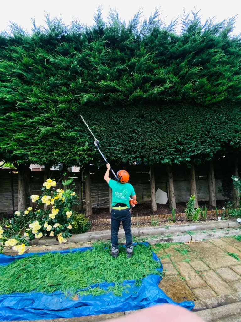 Trimming a tall conifer hedge with sheets laid to catch clippings
