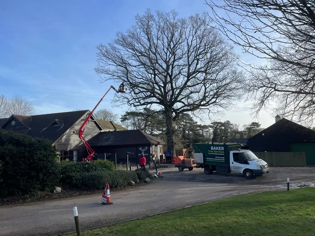 Large oak over the club house at Mid Herts Golf Club
