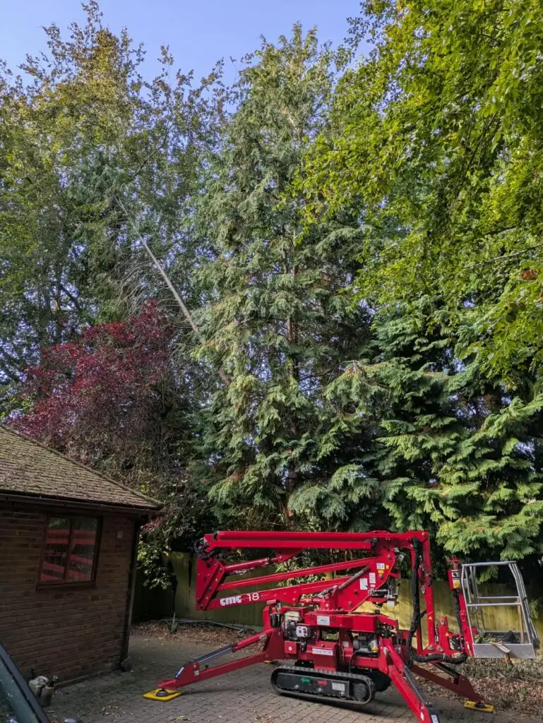 Site cleared after the storm-damaged Lawson cypress was removed