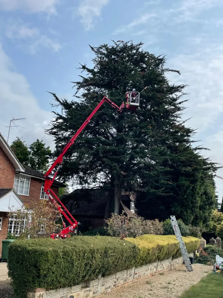 MEWP working in a large conifer beside a house