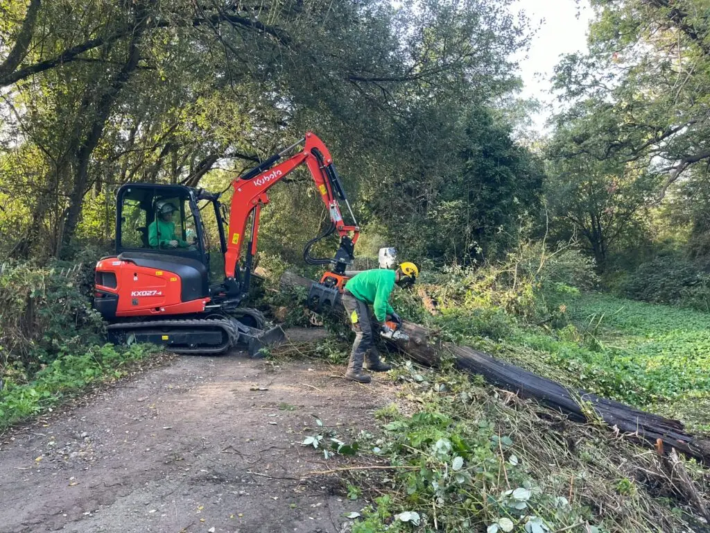 Fallen trees and willow blocking a waterway