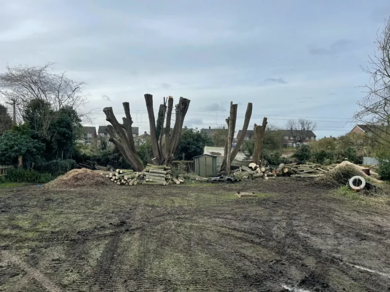 White willows after re-pollarding by Baker Tree Services